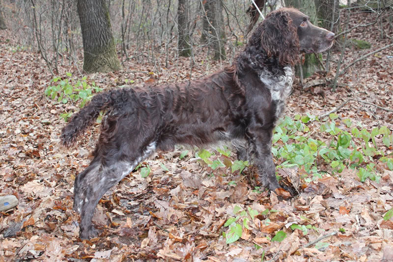 pont audemer spaniel