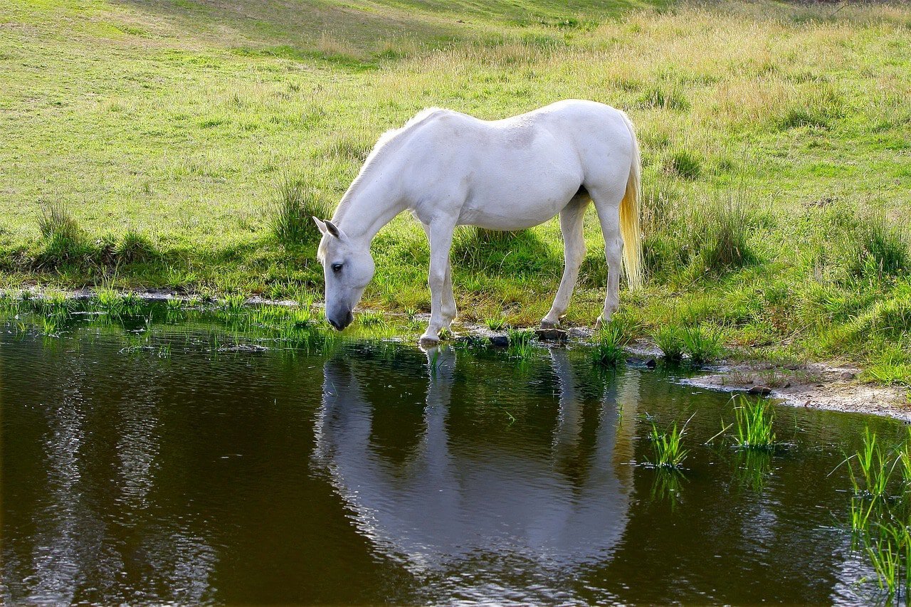 pony in the pond