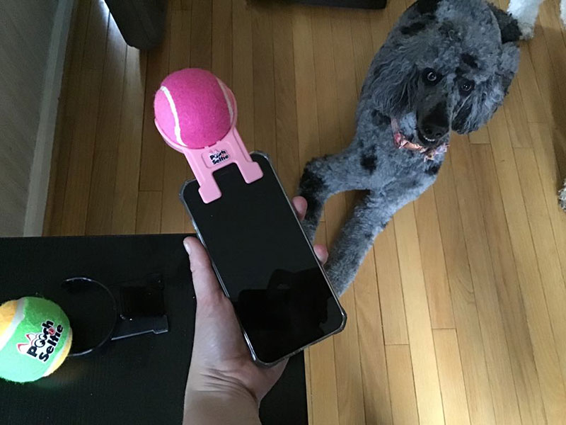 pooch selfie attached to the phone