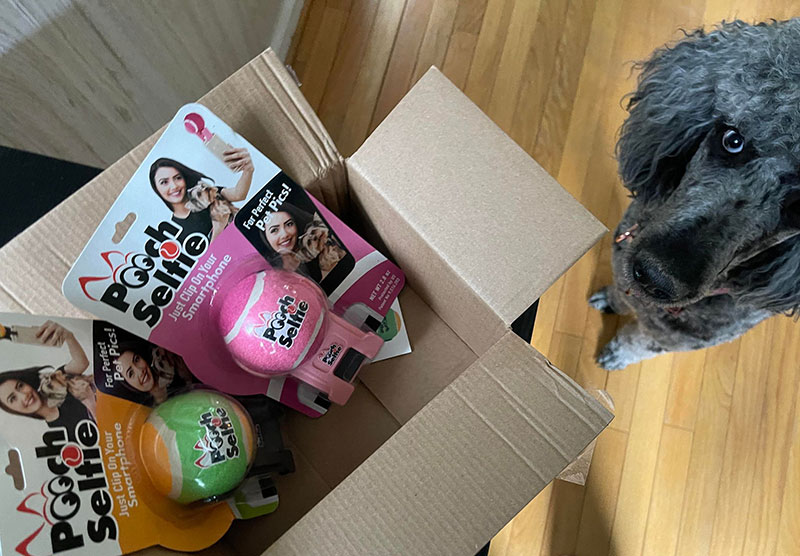 poodle dog and pooch selfie in a box