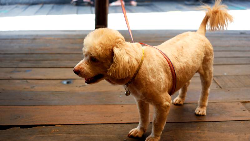 poodle dog on a leash