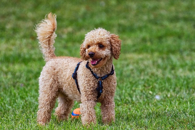 poodle playing outdoor