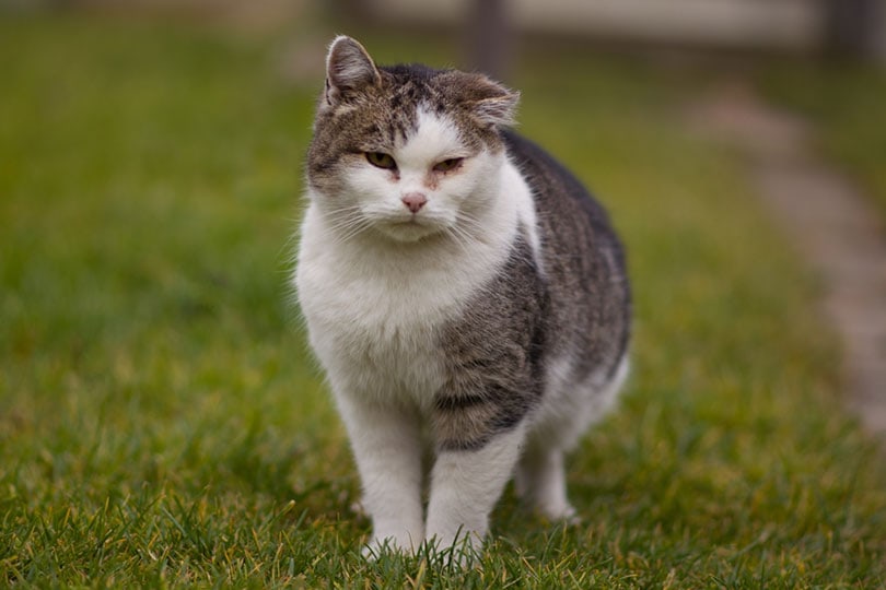 poor old sick cat with hematoma on ear and inflammated eyes