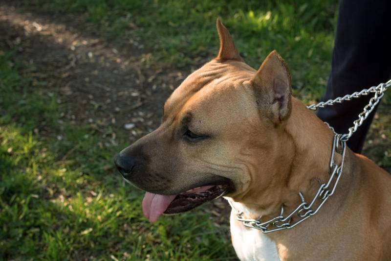 portrait of a beautiful male purebred American Staffordshire Terrier on the background of green grass