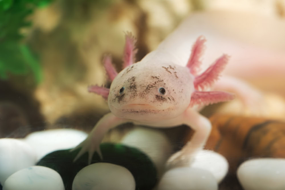 portrait of a funny axolotl in an aquarium