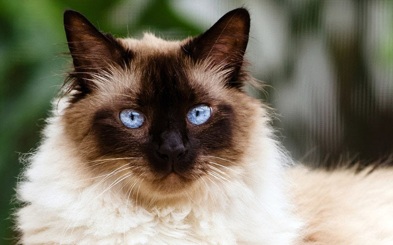 portrait of a himalayan cat