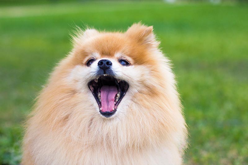 portrait of a pomeranian spitz barking