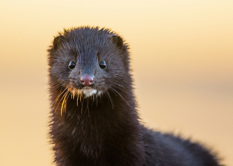 portrait of the adult Mink_Gallinago_media_shutterstock
