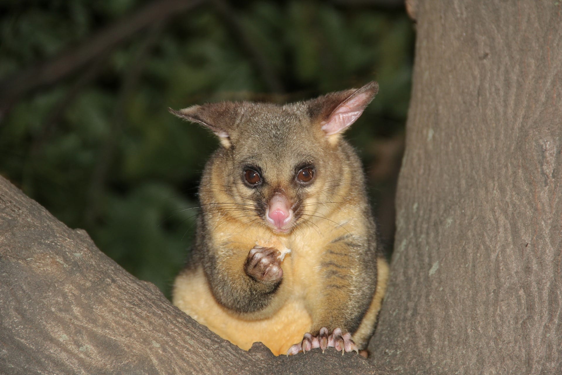 Possum in tree