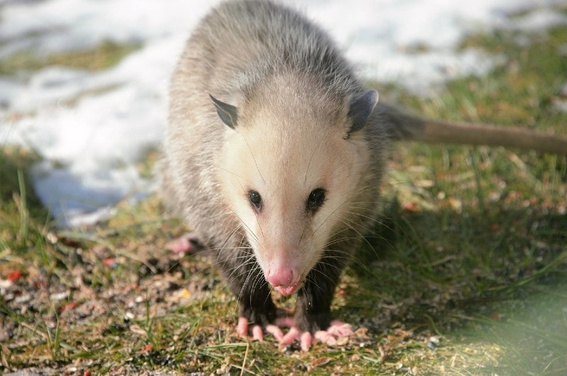 possum on the ground