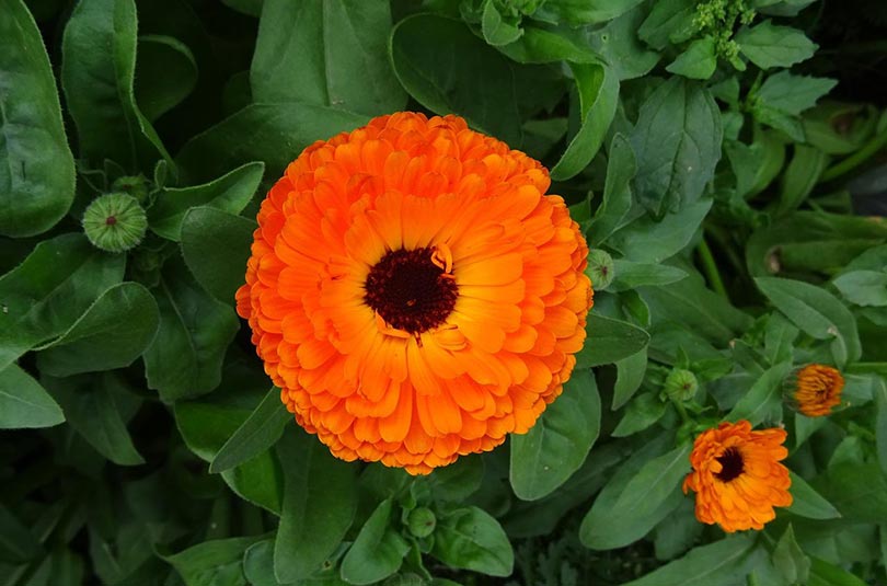 pot marigold