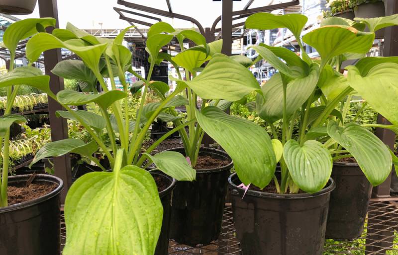 pots of August moon plaintain lily plants