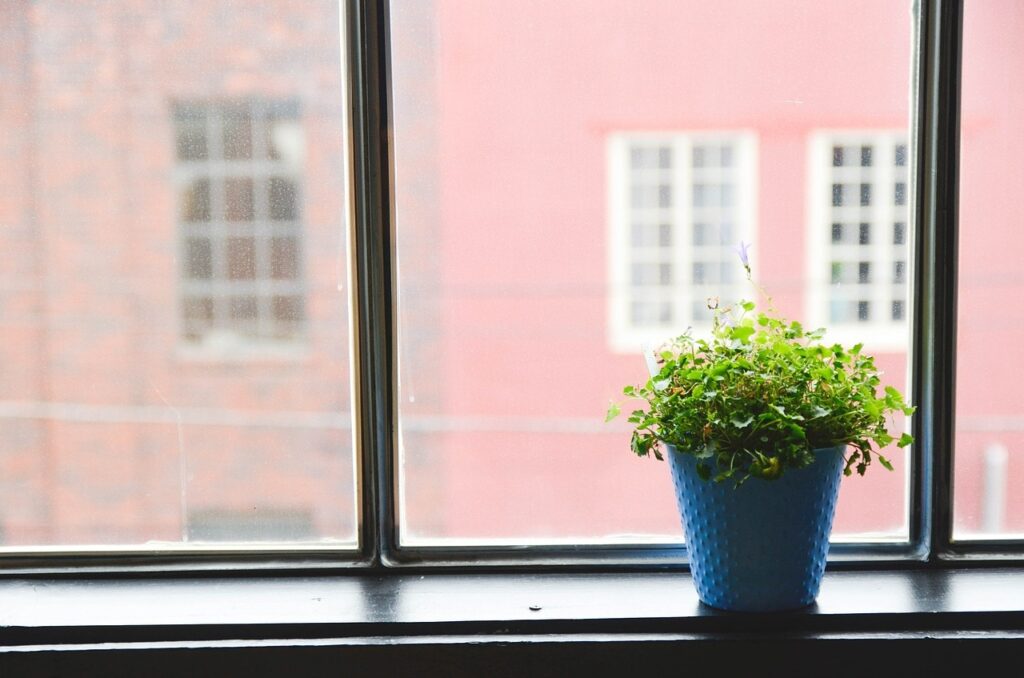 potted plant by the window