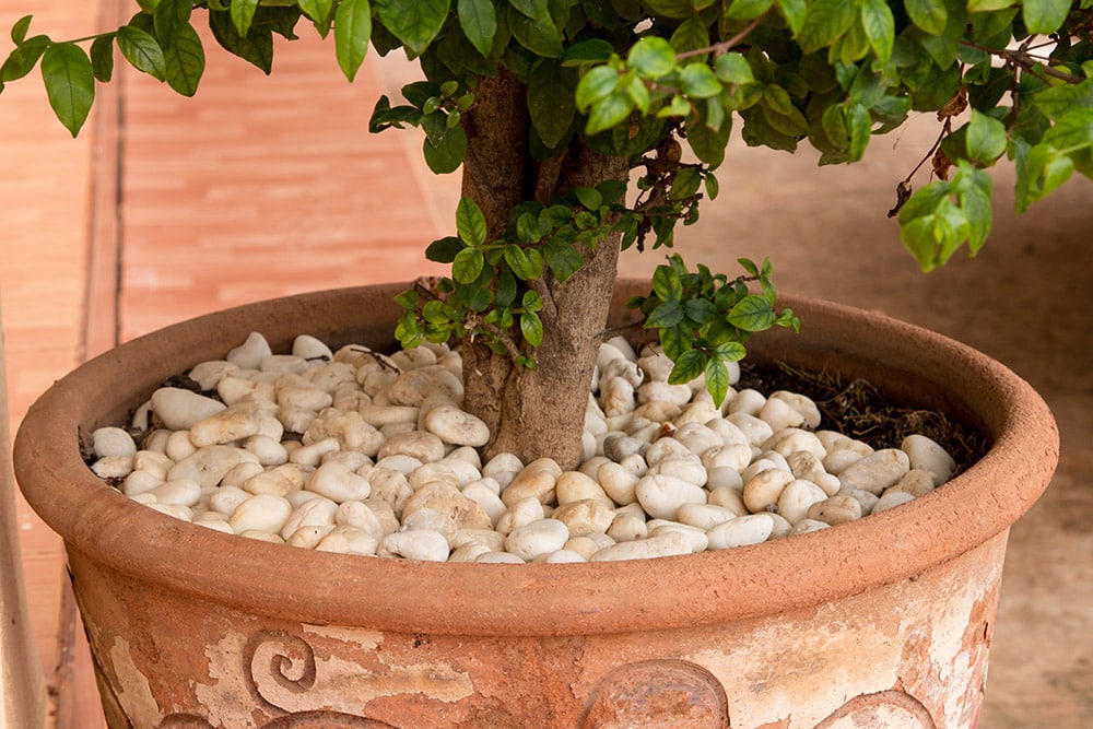 potted plant covered with stones