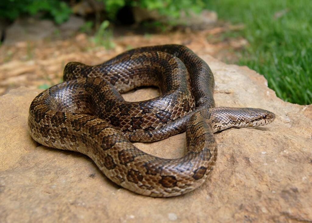 Prairie Kingsnake