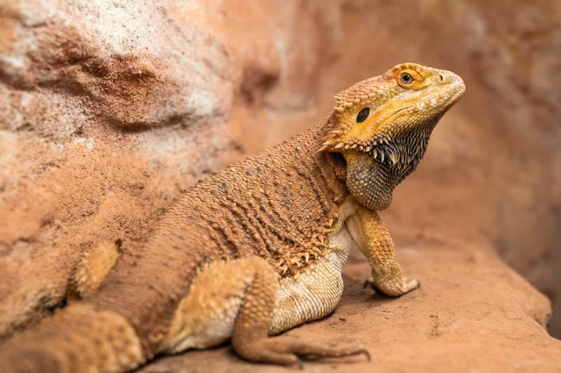 pregnant bearded dragon in a terrarium