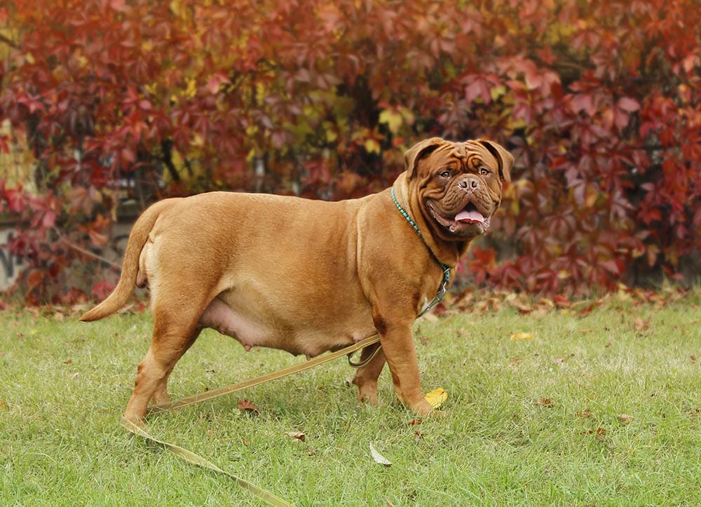 pregnant Dogue de Bordeaux