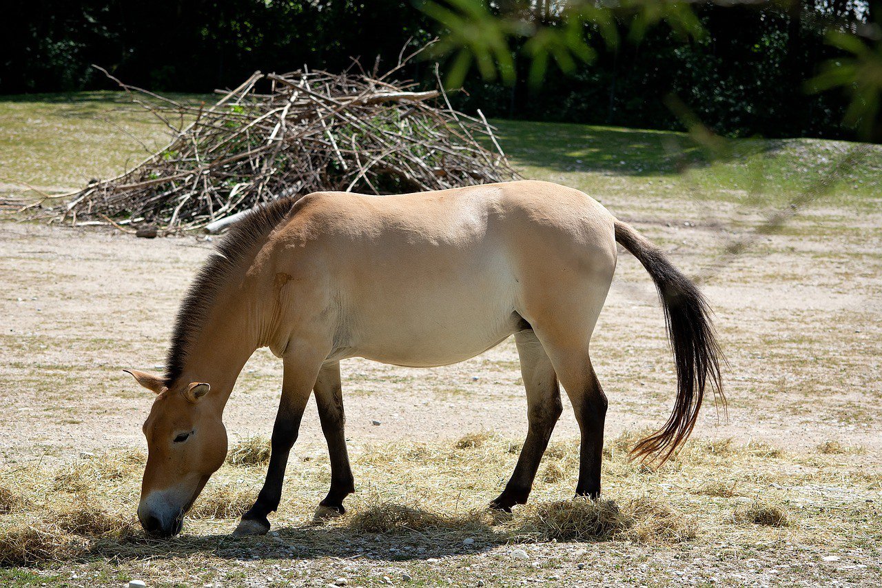 przewalski’s horse