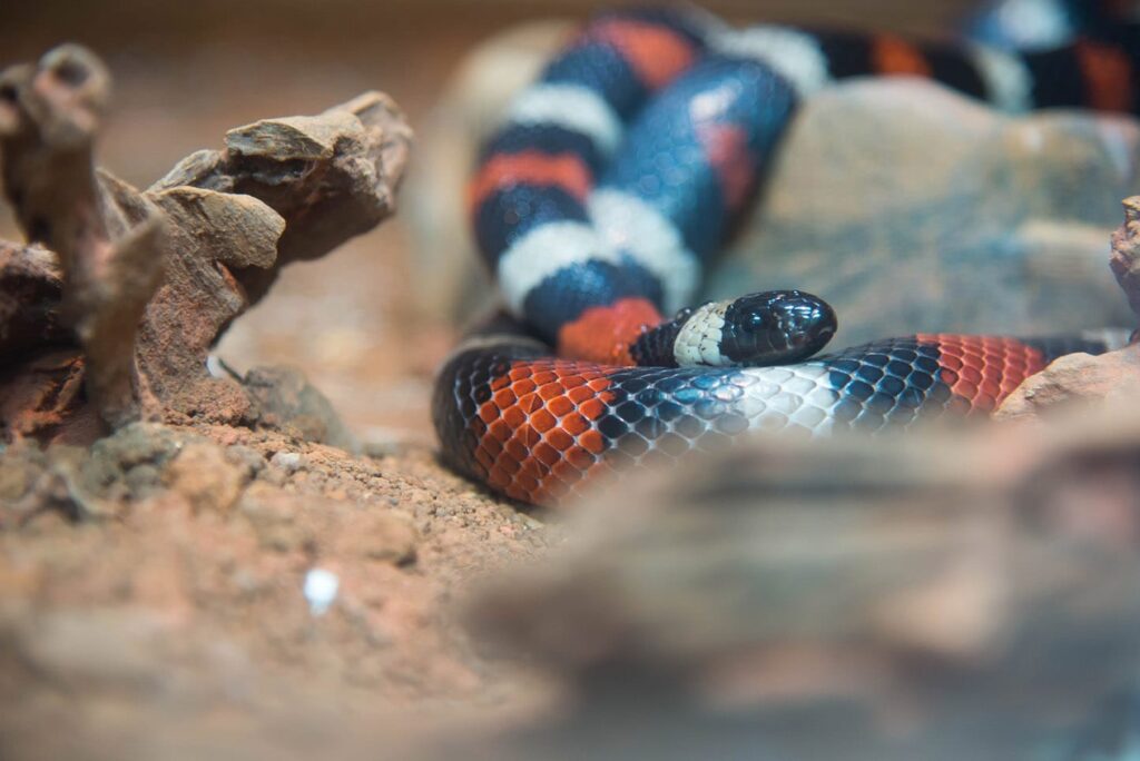 Pueblan milk snake