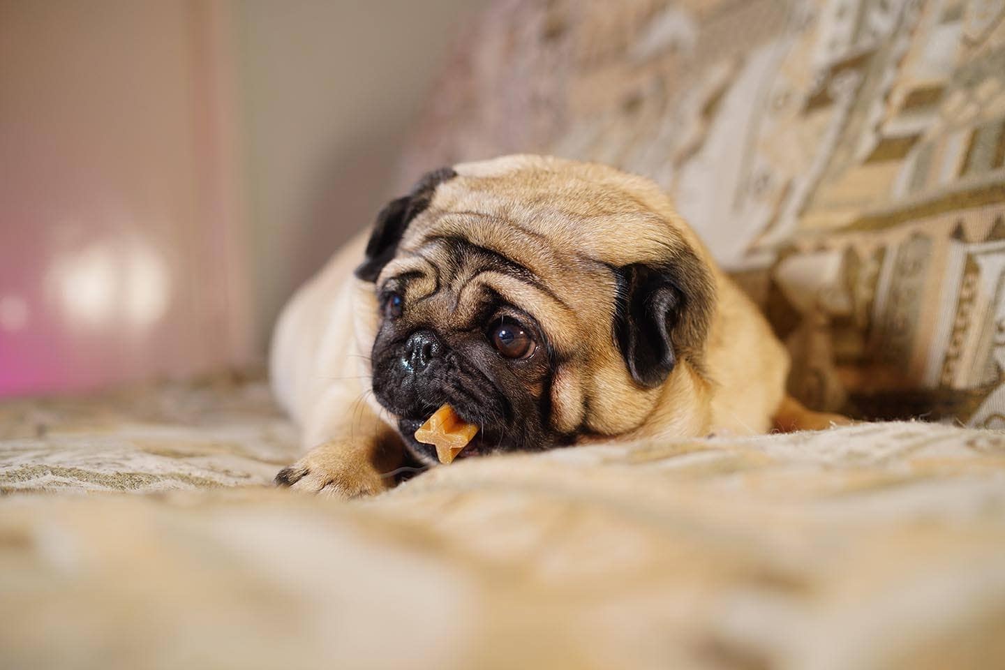 pug chewing dental treat