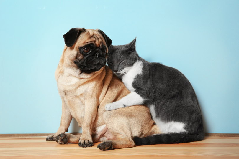pug dog and cat sitting together on the floor