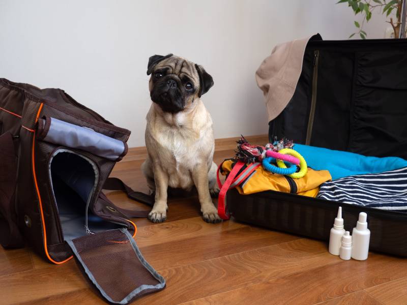 pug dog sits near dog carrier waiting to travel