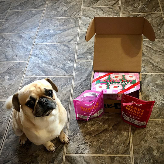 pug with barkbox items