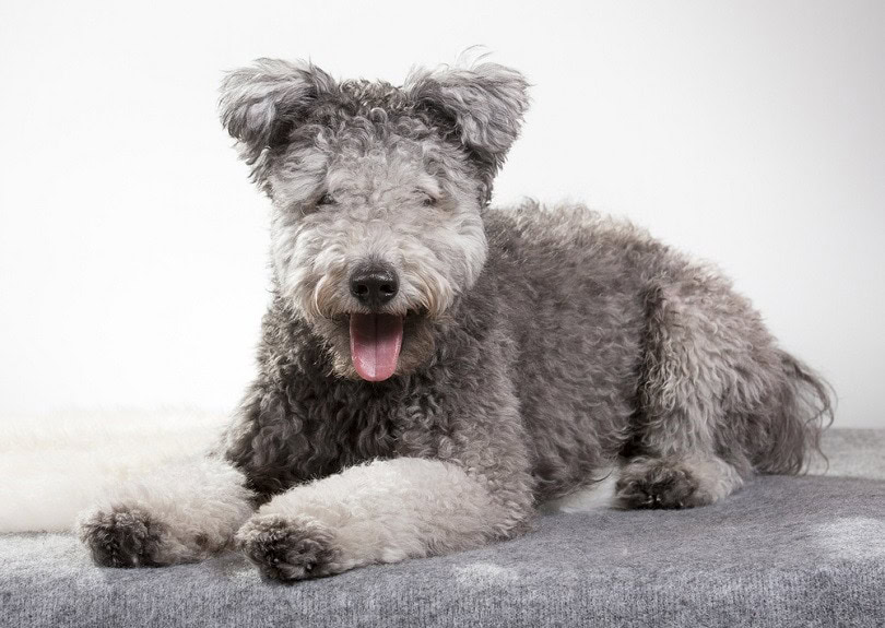 pumi puppy