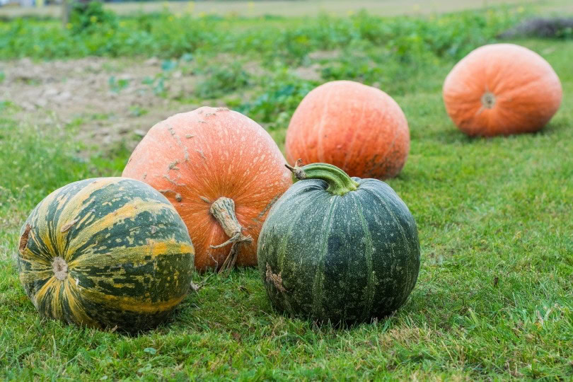 pumpkins