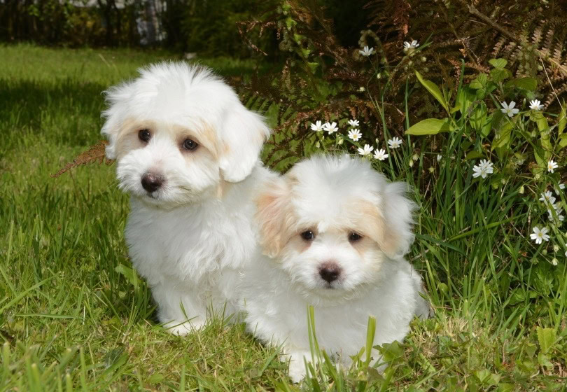 puppies coton de tulear_JacLou DL_Pixabay