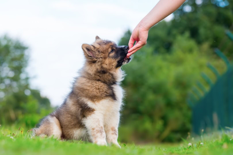 puppy having treats