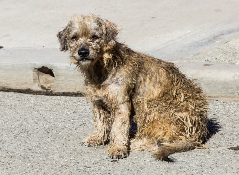 puppy with matted fur