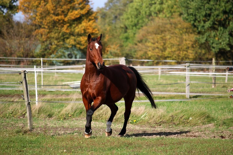 quarter horse running