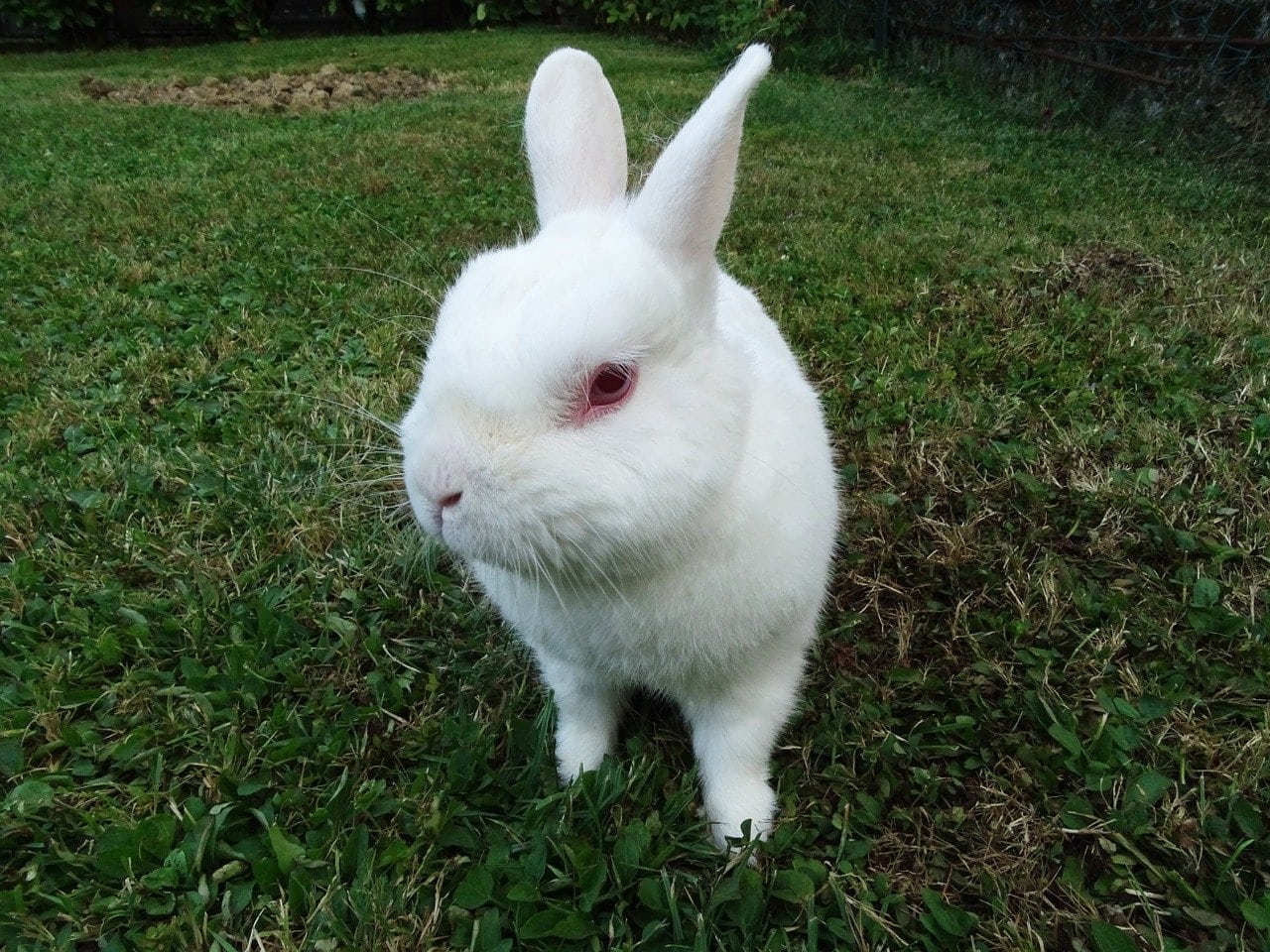american rabbit