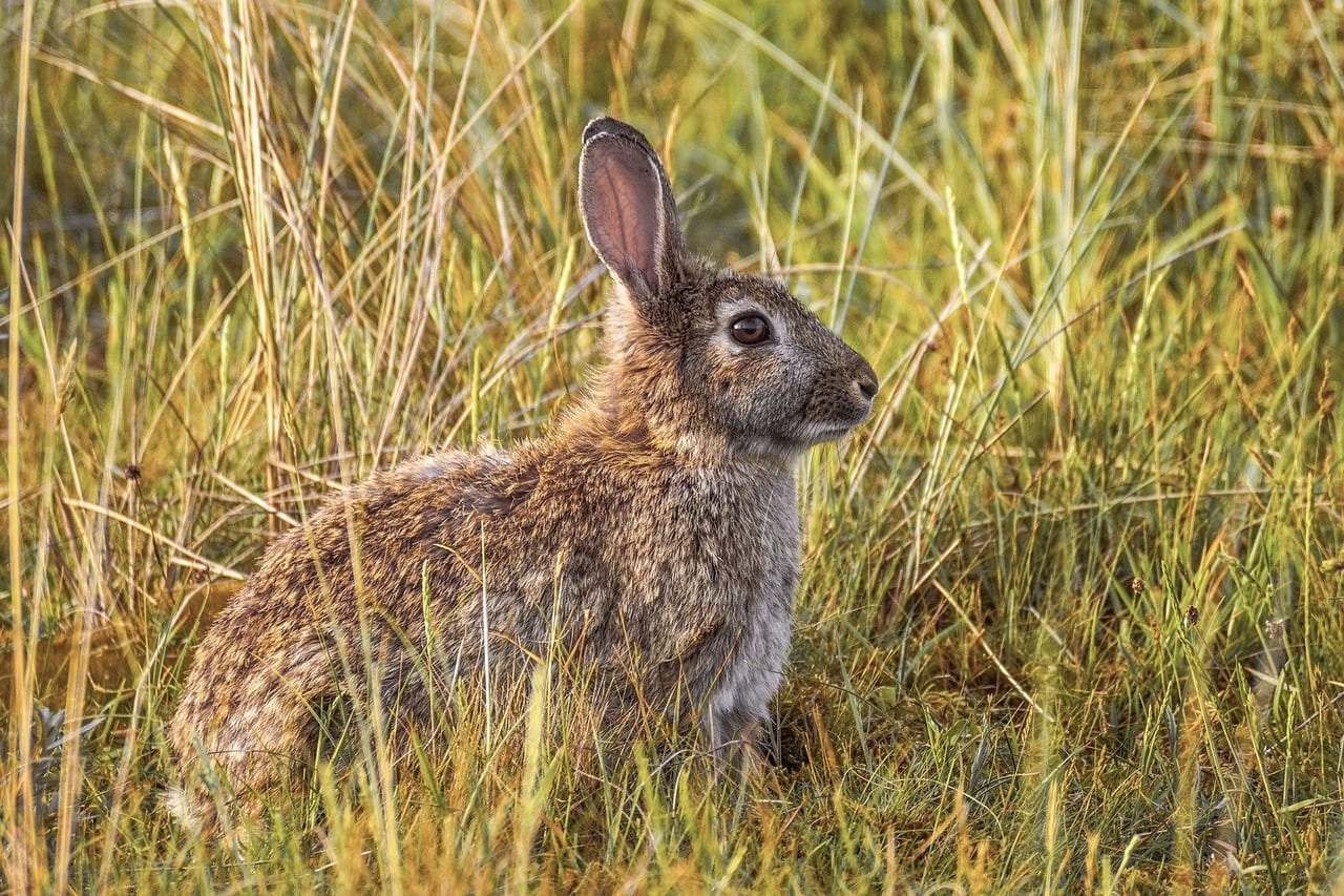 scrub hare