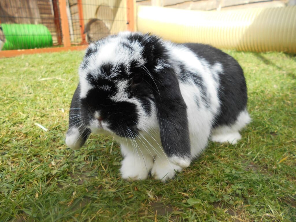 English Lop Rabbit