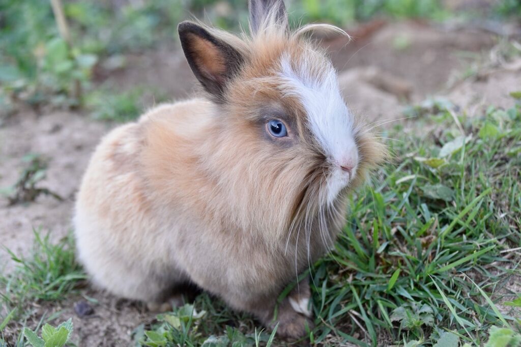 lionhead rabbit
