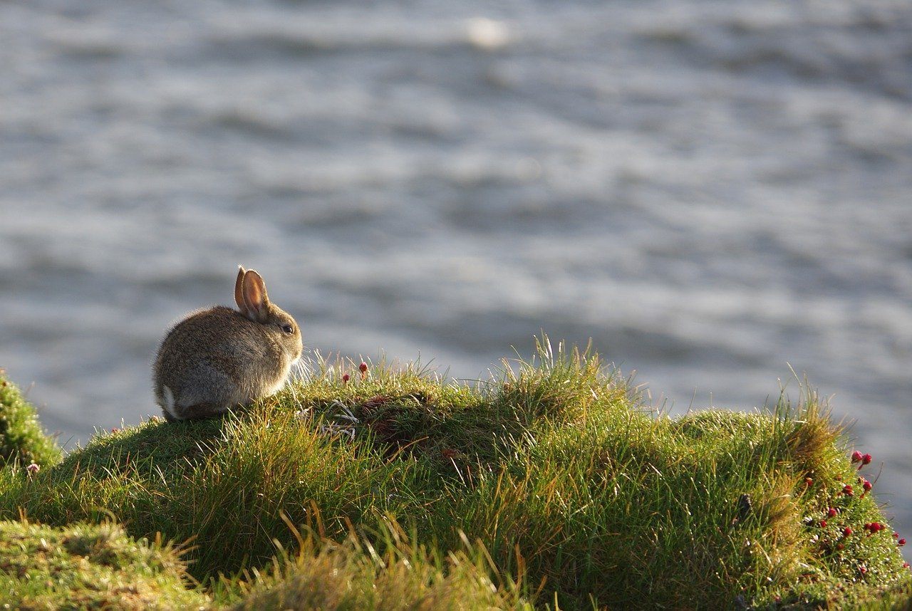 rabbit looking at ocean