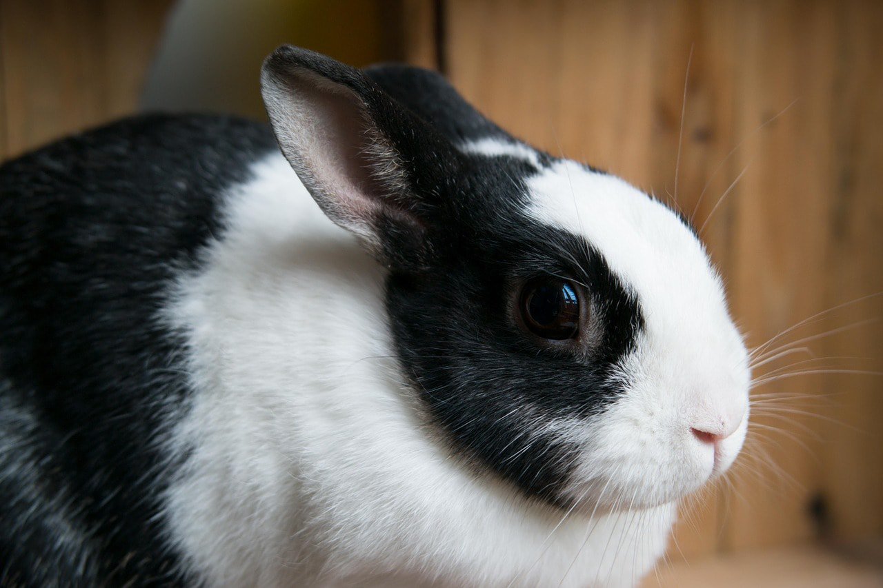 black and white rabbit