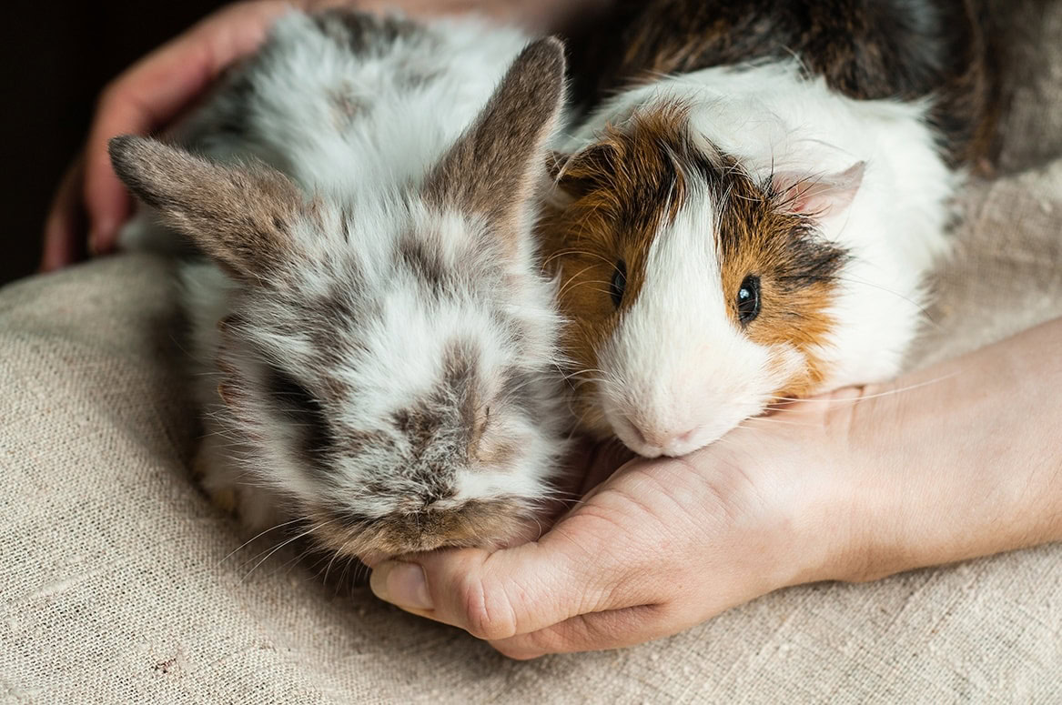 rabbit and guinea pig