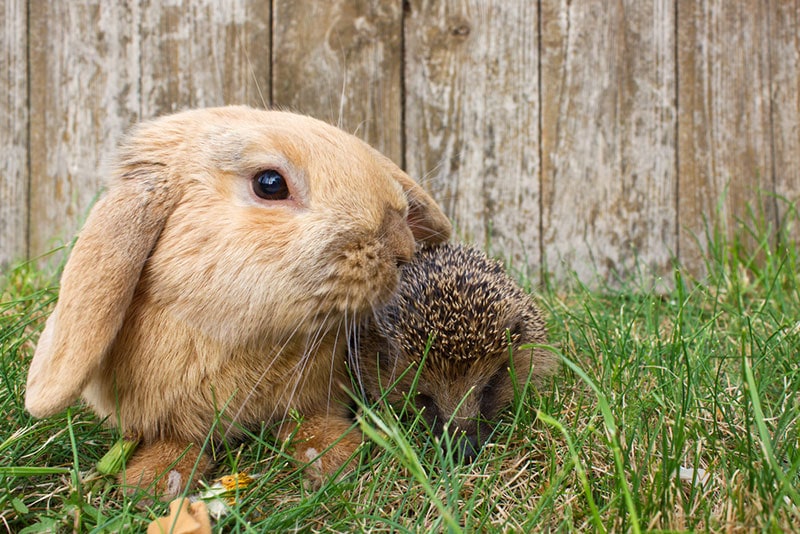 rabbit and hedgehog on grass