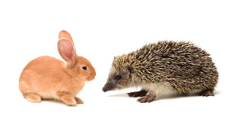rabbit and hedgehog on white background
