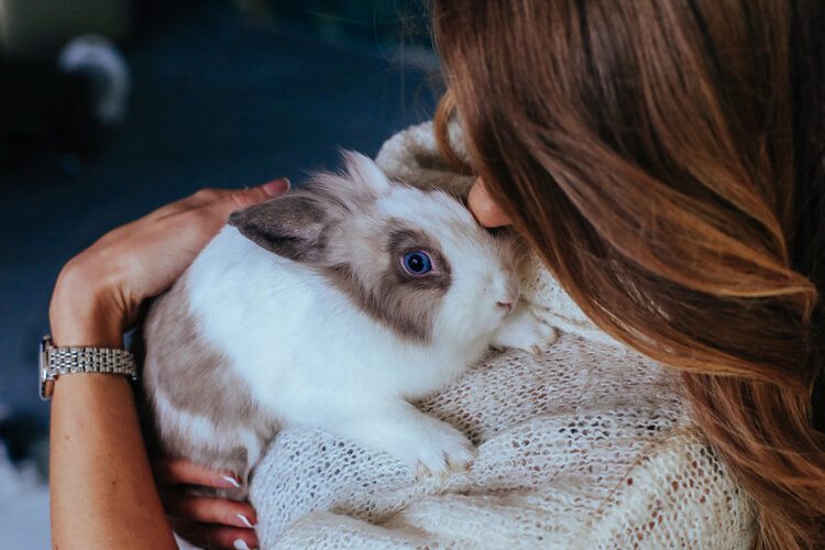 rabbit being cuddled