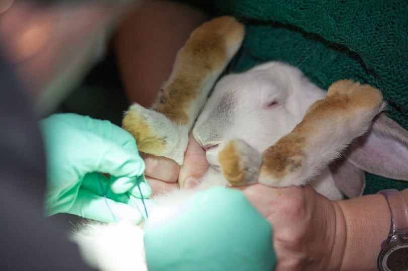 rabbit being neutered