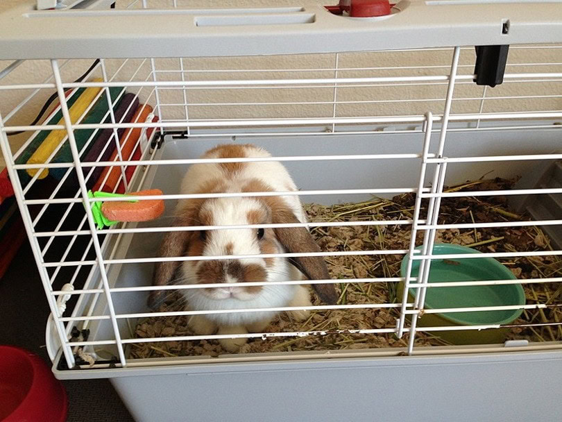 rabbit cage I_Fastily_Wikimedia
