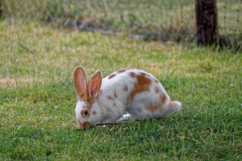 rabbit eating grass
