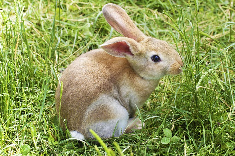 rabbit eating grass