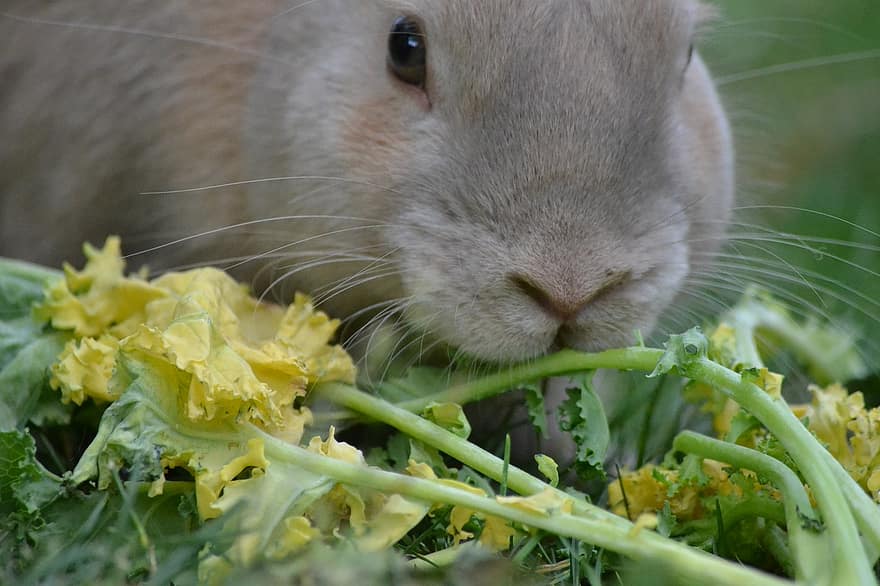 rabbit eating greens