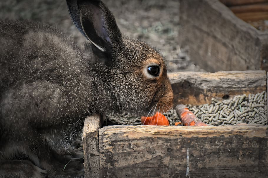 rabbit eating kibbles and carrots