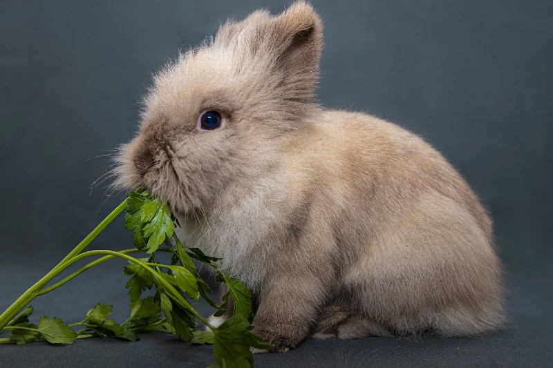 rabbit eating parsley